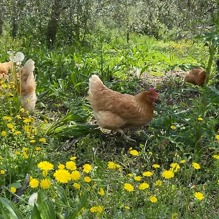 Valsiniga Farm stay